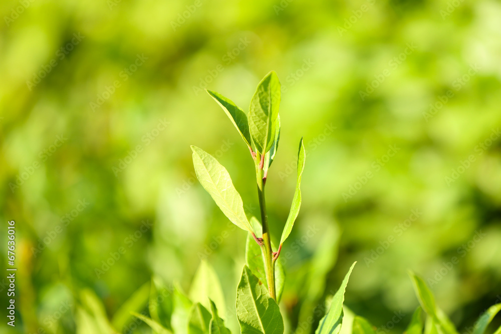 Beautiful green bush leaves, close up Beautiful green bush leaves, close up