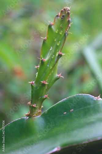 leaves of dragon fruit tree with drop water