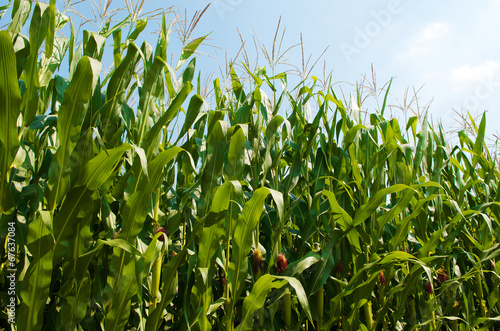 Green corn field growing up