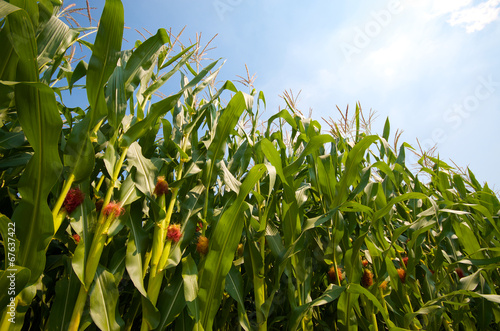 Green corn field growing up