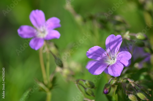 Fototapeta Naklejka Na Ścianę i Meble -  Woodland geranium