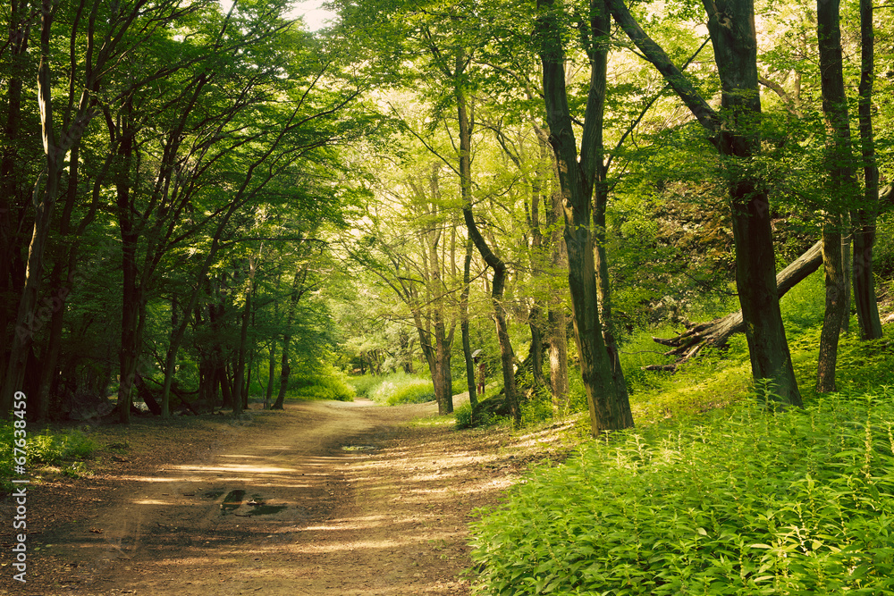 Naklejka premium European forest