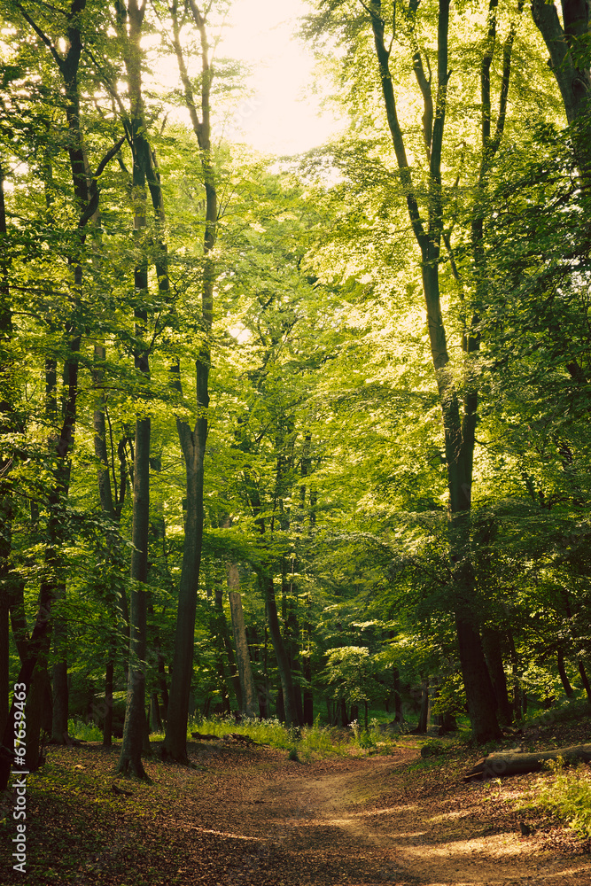 Fototapeta premium European forest