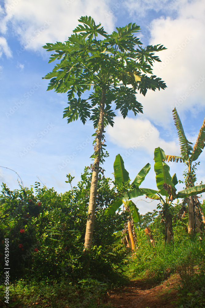 Fototapeta premium papayas tree in the farm