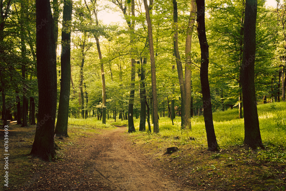 Obraz premium European forest