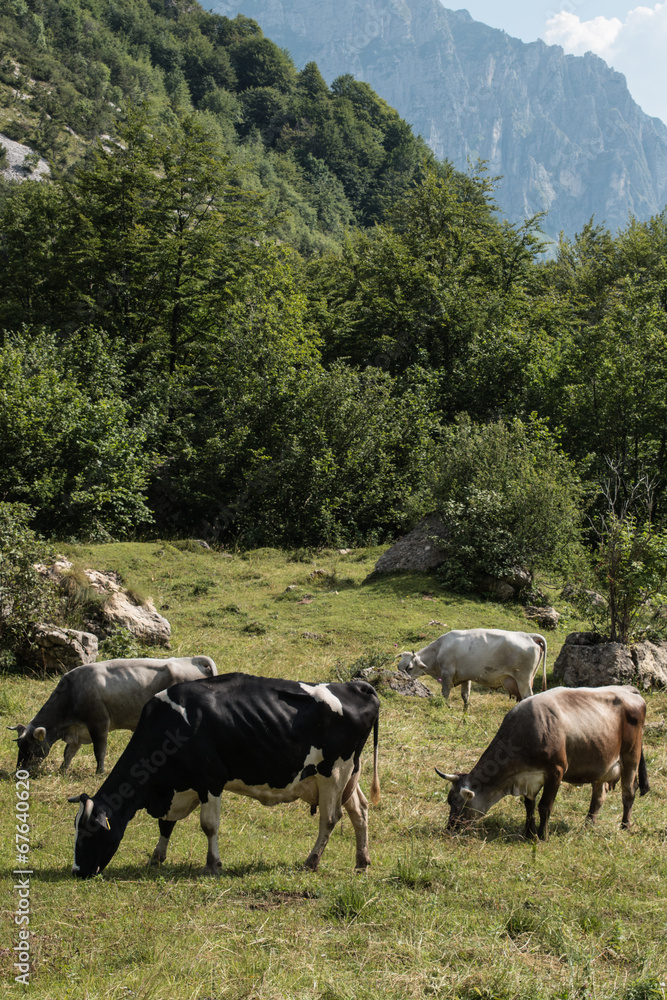 Naklejka premium Mucche al pascolo