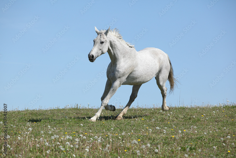 Nice white horse running on pasturage Nice white horse running on pasturage