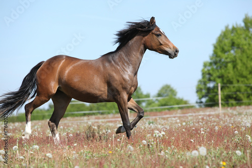 Amazing brown sport pony running on pasturage © Zuzana Tillerova
