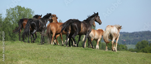 Very various barch of horses running on pasturage © Zuzana Tillerova