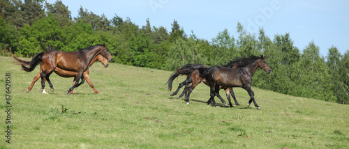 Brown horses running in group