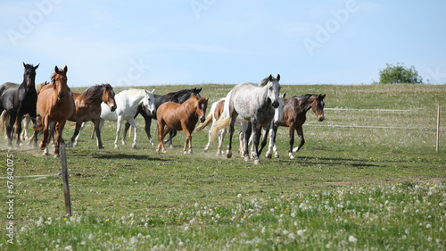Very various barch of horses running on pasturage © Zuzana Tillerova