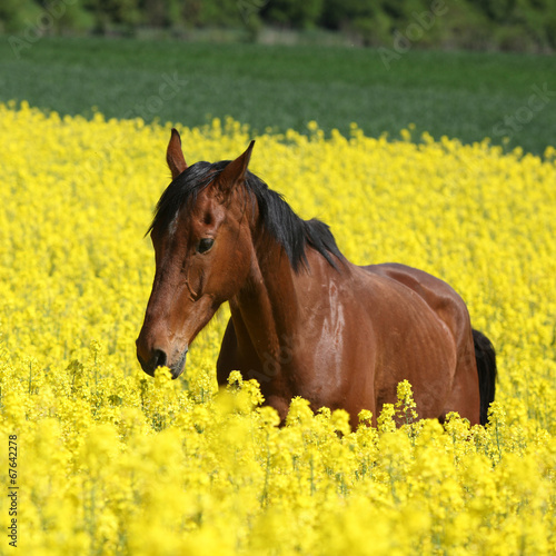 Beautifull brown horse running in yellow flowers