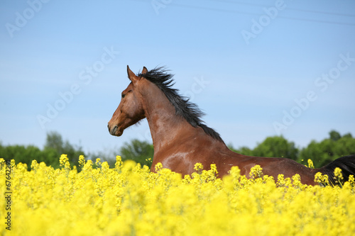 Beautifull brown horse running in yellow flowers