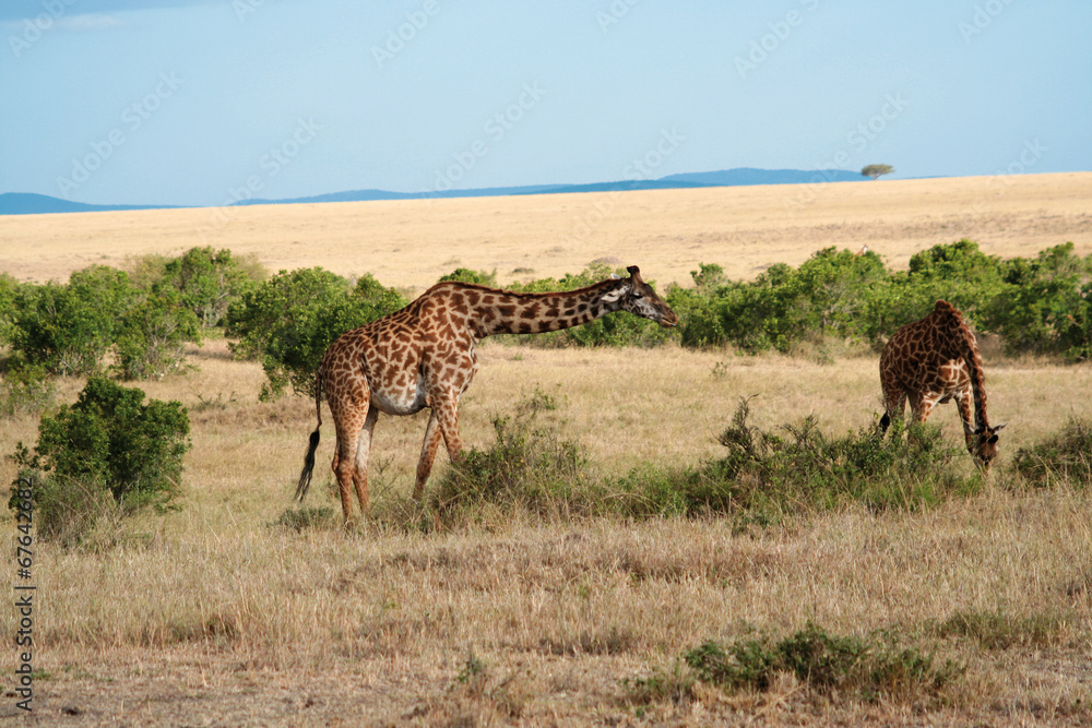 Duo de girafes au Kenya