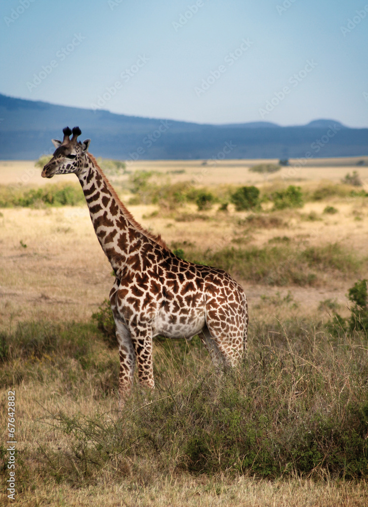 Fototapeta premium Girafe Masaï mâle