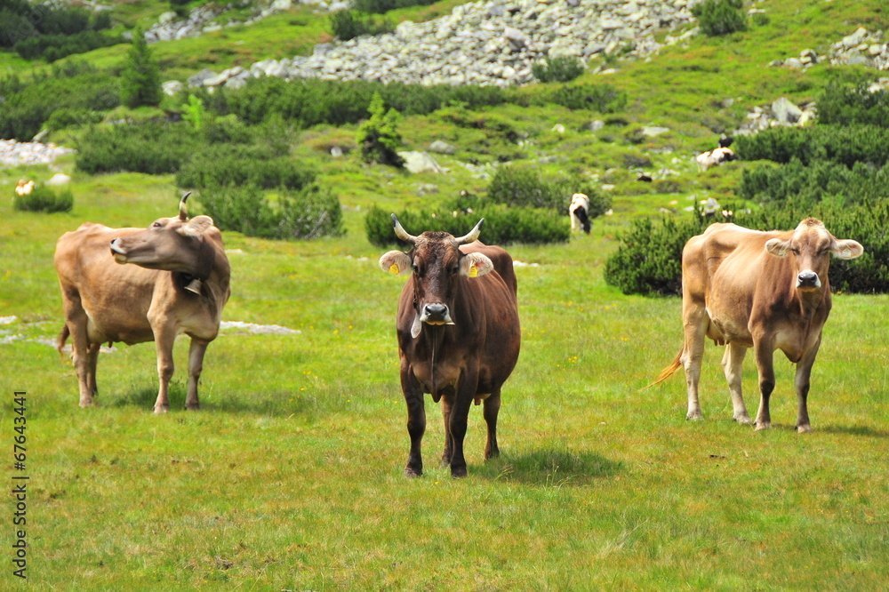 Fototapeta premium Three cows