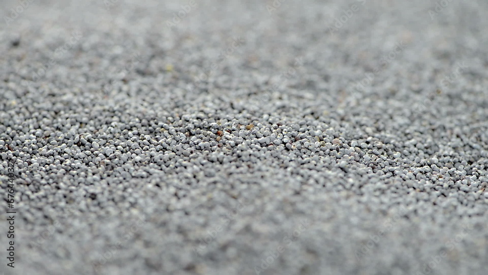 Poppyseed background video (loopable) Poppyseed background video (loopable)