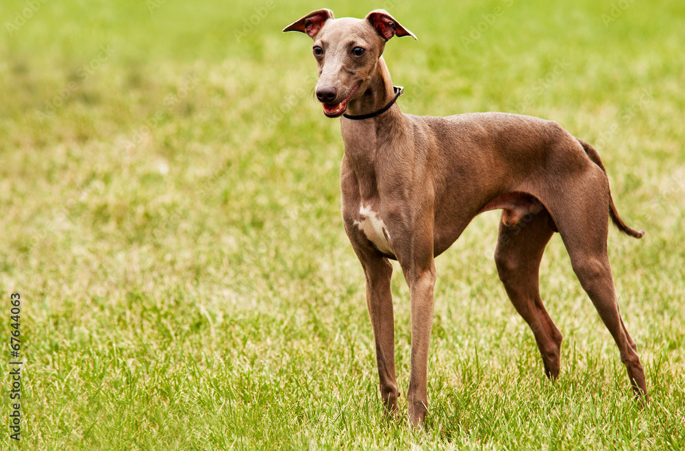 Azawakh - is a sighthound dog breed from Africa.