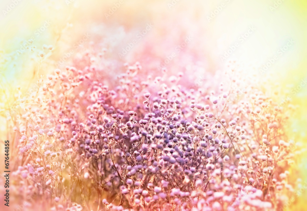 Fototapeta premium Meadow flowers - Field of little daisy