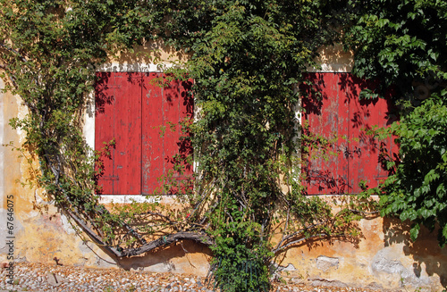 Two old red windows surronded by a creeper on a yellow wall