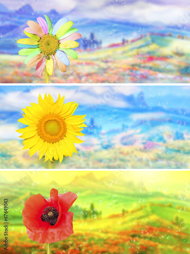 Fototapeta Naklejka Na Ścianę i Meble -  Wild flowers backgrounds