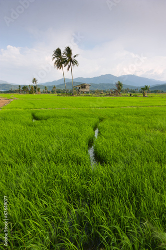 Paddy field with blue sky at Kota Marudu, Sabah, Malaysia photo