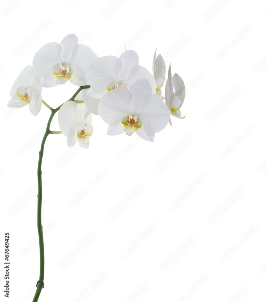 white orchids white orchids