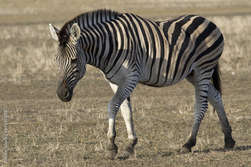 Naklejka premium Chapman's zebra that goes through the autumn steppe