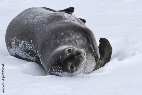 adult Weddell seal which lies in the snow Antarctic winter
