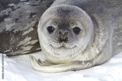 little pup Weddell seals which lies near the female