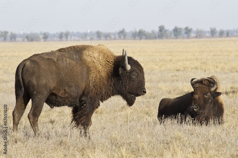 two North American bison in the autumn steppe