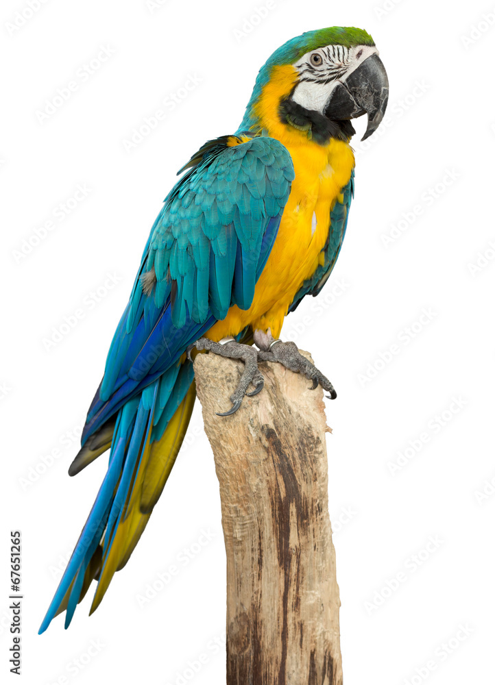 Beautyful macaw bird isolated on white background, clipping path