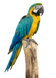 Beautyful macaw bird isolated on white background, clipping path