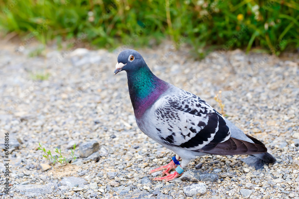 Gray Dove on a ground(Pigeon) Gray Dove on a ground(Pigeon)