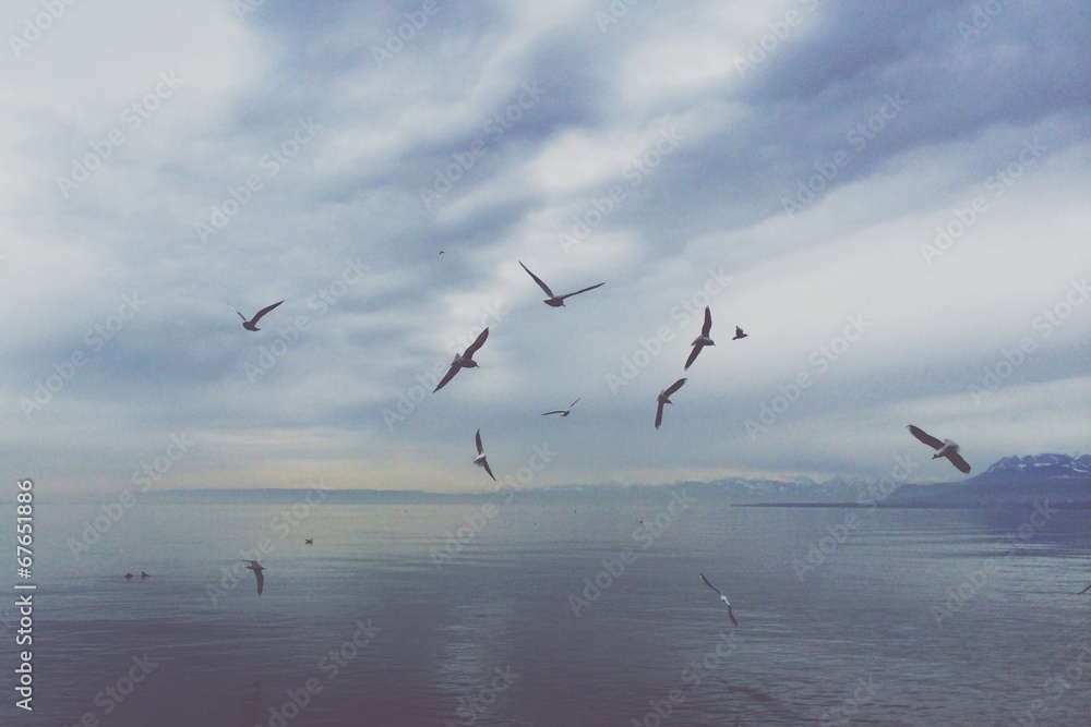the birds over lake geneva