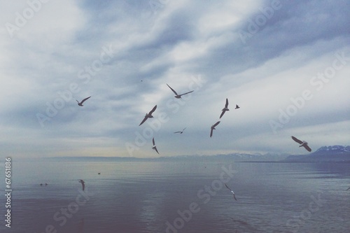 the birds over lake geneva