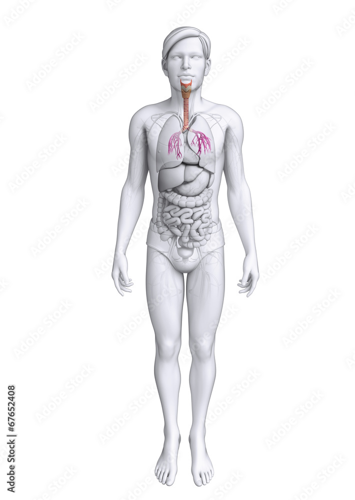 Male throat anatomy Male throat anatomy