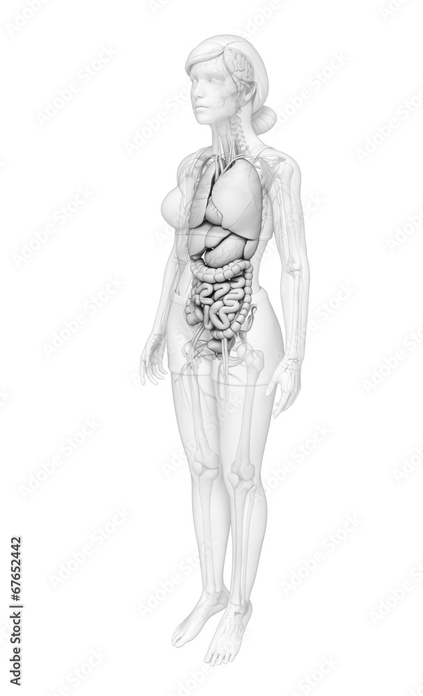 Digestive system of female anatomy