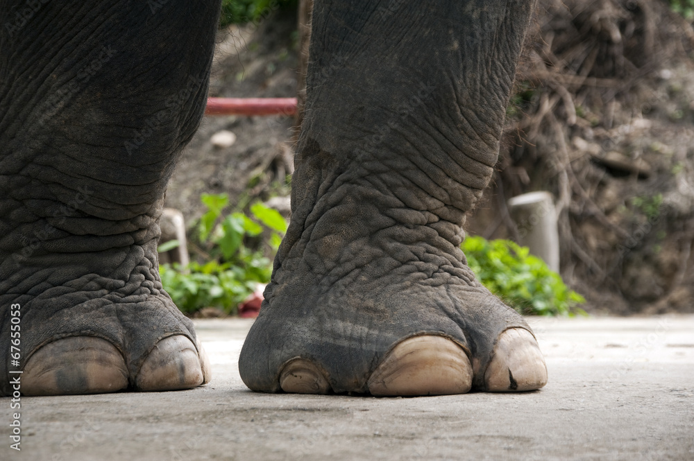 Share 123+ elephante shoes latest