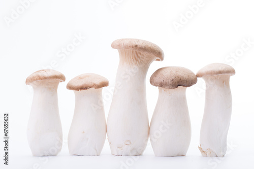 Eryngii mushroom five pieces isolated