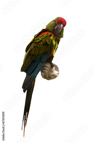 Red-fronted macaw photo