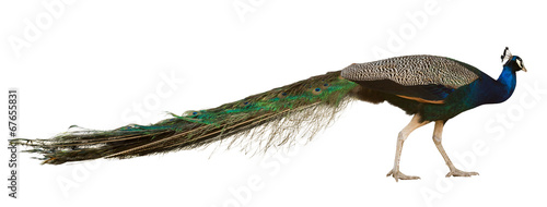 Male Indian Peafowl photo