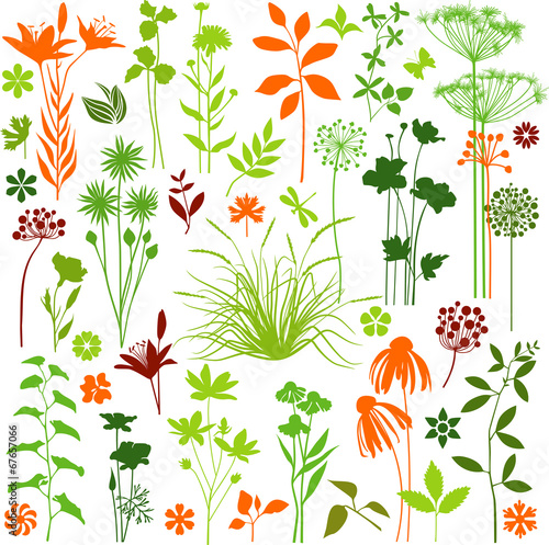 All plants