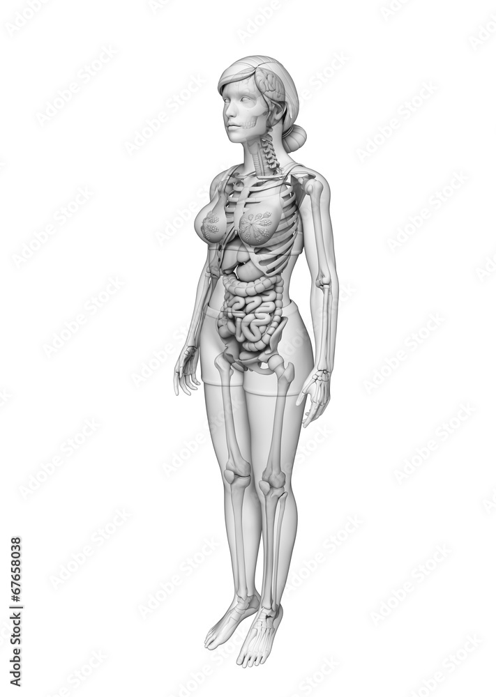 Digestive system of female anatomy