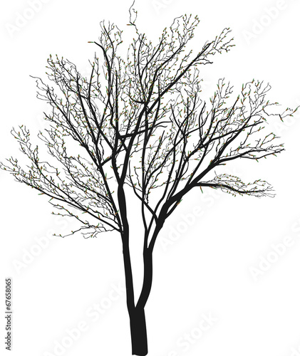tree with leaf buds on white