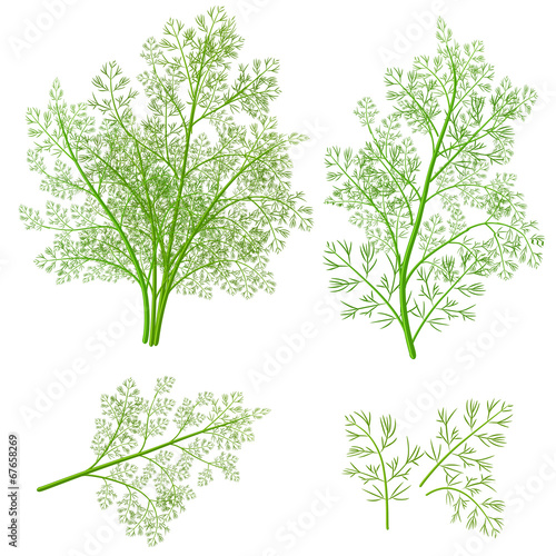 bunch fresh dill herb isolated set