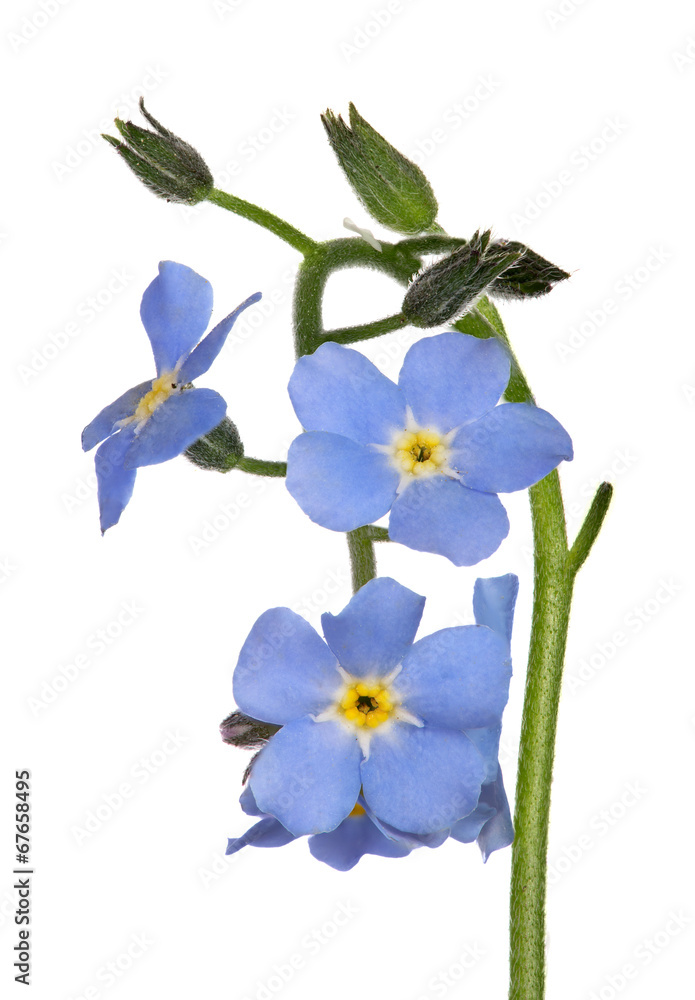 small blue forget-me-not flowers isolated on white small blue forget-me-not flowers isolated on white