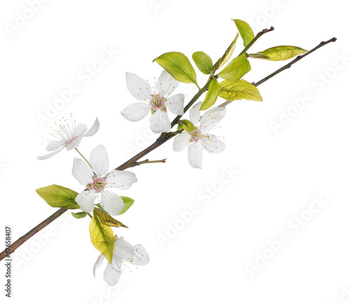 five white flowers on spring tree branch