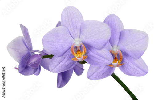 Fototapeta Naklejka Na Ścianę i Meble -  isolated fine light lilac orchid flower branch