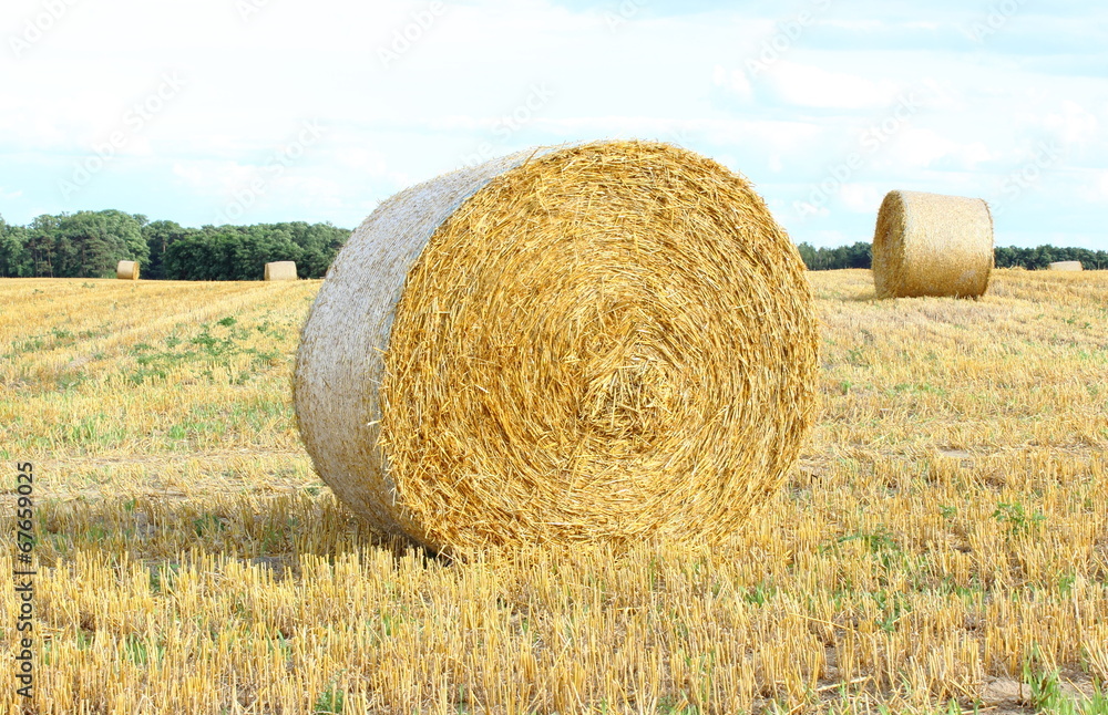 Round bales of hay on the field